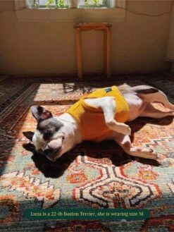 ADEDAS Sleeveless Shirt - Orange -Pet Shop little beast adedas sleeveless shirt orange dog sleeveless shirt 1132583316