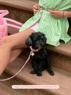 Audrey Collar 🎀 - Ian Charms X Little Beast -Pet Shop little beast audrey collar ian charms dog collar 46578186486046