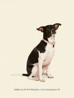 Audrey Collar 🎀 - Ian Charms X Little Beast -Pet Shop little beast audrey collar ian charms x little beast dog collar 46573760315678