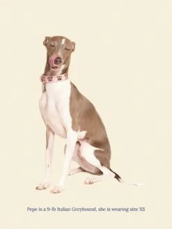 Audrey Collar 🎀 - Ian Charms X Little Beast -Pet Shop little beast audrey collar ian charms x little beast dog collar 46573760381214