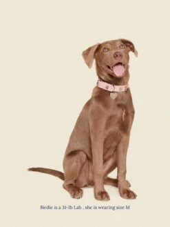 Audrey Collar 🎀 - Ian Charms X Little Beast -Pet Shop little beast audrey collar ian charms x little beast dog collar 46641491542302