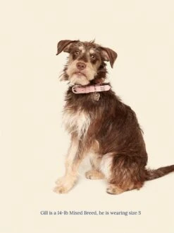 Audrey Collar 🎀 - Ian Charms X Little Beast -Pet Shop little beast audrey collar ian charms x little beast dog collar 47122535416094