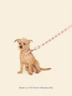 Audrey Leash 🎀 - Ian Charms X Little Beast -Pet Shop little beast audrey leash ian charms x little beast dog leash 47122530304286