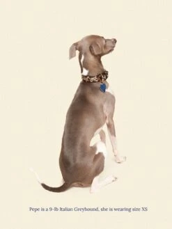 Cougar Collar 🦴- Ian Charms X Little Beast -Pet Shop little beast cougar collar ian charms x little beast dog collar 46573771817246