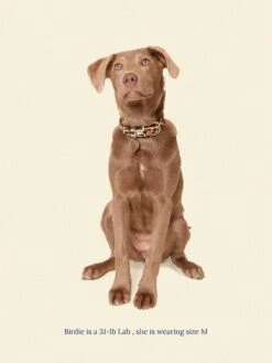 Cougar Collar 🦴- Ian Charms X Little Beast -Pet Shop little beast cougar collar ian charms x little beast dog collar 46573771948318