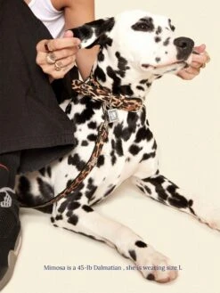 Cougar Collar 🦴- Ian Charms X Little Beast -Pet Shop little beast cougar collar ian charms x little beast dog collar 46573772046622