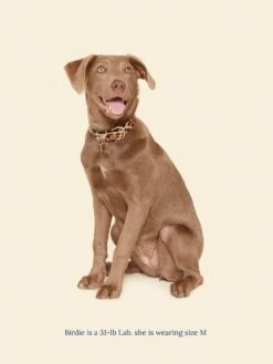 Cougar Collar 🦴- Ian Charms X Little Beast -Pet Shop little beast cougar collar ian charms x little beast dog collar 47122535285022