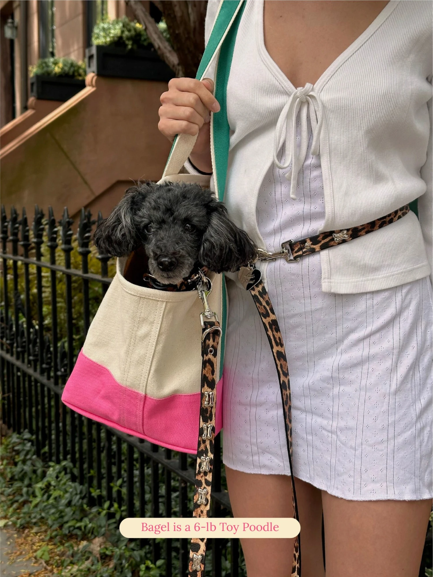 Cougar Leash 🦴- Ian Charms 4 Cougar Leash 🦴- Ian Charms - Image 3