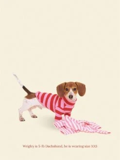 Kiss Me Shirt -Pet Shop little beast kiss me shirt dog onesie 1125624147