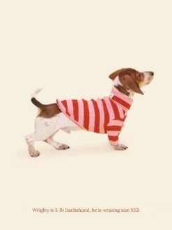 Kiss Me Shirt -Pet Shop little beast kiss me shirt dog shirt 1133014284