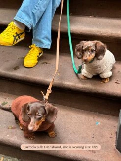 Magic Brownie Onesie -Pet Shop little beast magic brownie onesie dog onesie 43668482818334