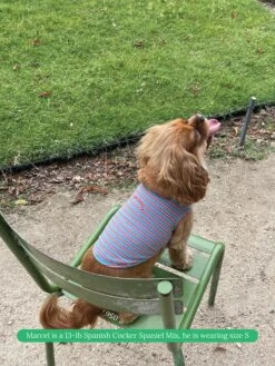 Gone Hiking Sleeveless Shirt -Pet Shop littlebeastus gone hiking tank top dog tank top 42173630972190