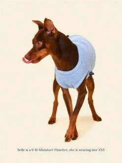 ADEDAS Sleeveless Shirt - Blue -Pet Shop littlebeastus hot girl summer tank top blue dog tank top 41324977979678