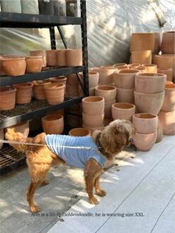 ADEDAS Sleeveless Shirt - Blue -Pet Shop littlebeastus hot girl summer tank top blue dog tank top 41958006194462