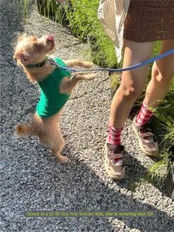 ADEDAS Sleeveless Shirt - Green -Pet Shop littlebeastus hot girl summer tank top green dog tank top 41958012584222