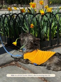 ADEDAS Sleeveless Shirt - Orange -Pet Shop littlebeastus hot girl summer tank top orange dog tank top 41326043169054