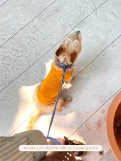 ADEDAS Sleeveless Shirt - Orange -Pet Shop littlebeastus hot girl summer tank top orange dog tank top 41958024970526