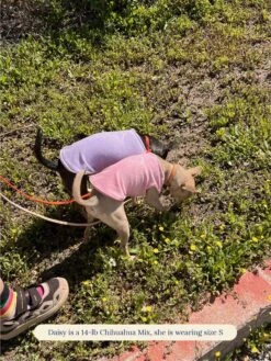 ADEDAS Sleeveless Shirt - Purple -Pet Shop littlebeastus hot girl summer tank top purple dog tank top 41357256982814