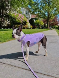 ADEDAS Sleeveless Shirt - Purple -Pet Shop littlebeastus hot girl summer tank top purple dog tank top 41820142502174
