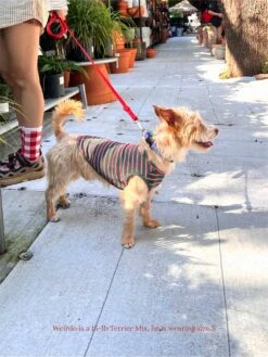 Jalapeño Sleeveless Shirt -Pet Shop littlebeastus jalapeno tank top dog tank top 41958029426974