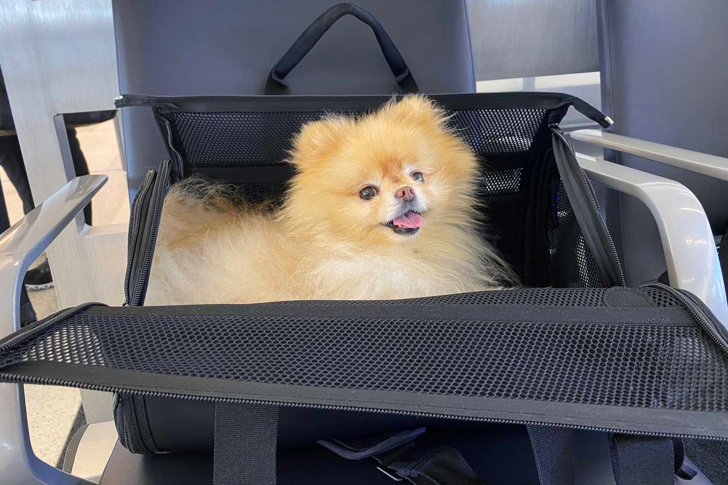 Pet Shop -Pet Shop peo airline approved pet carriers test wild one pet anna mejorada 03 caa903b3022044db8ae5941733cd4e35