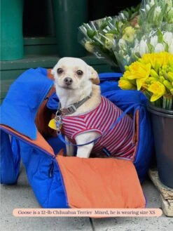 BFF Sleeveless Shirt -Pet Shop website2023 drop1 lifestyle 02